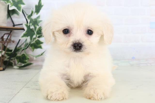 熊本県のペキプー(ペキニーズ×プードル) (Coo&RIKU宇土シティモール店/2025年12月12日生まれ/女の子/クリーム)の子犬の1枚目の画像