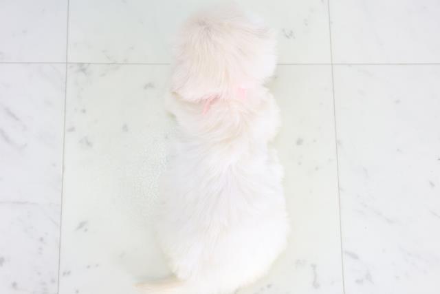 熊本県のペキプー(ペキニーズ×プードル) (Coo&RIKU宇土シティモール店/2025年12月12日生まれ/女の子/クリーム)の子犬の4枚目の画像