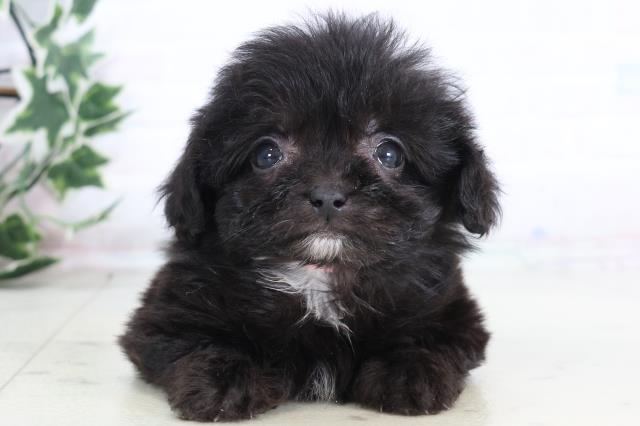 福岡県のペキプー(ペキニーズ×プードル) (Coo&RIKUゆめタウン飯塚店/2025年12月12日生まれ/女の子/ブラックホワイト)の子犬の1枚目の画像