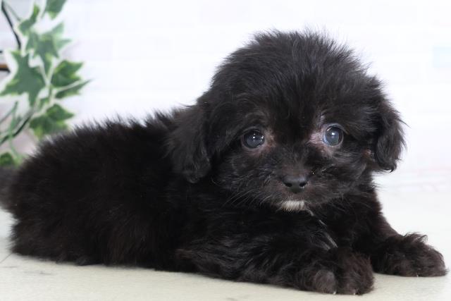 福岡県のペキプー(ペキニーズ×プードル) (Coo&RIKUゆめタウン飯塚店/2025年12月12日生まれ/女の子/ブラックホワイト)の子犬の2枚目の画像