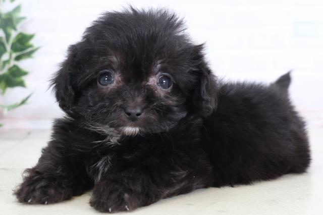 福岡県のペキプー(ペキニーズ×プードル) (Coo&RIKUゆめタウン飯塚店/2025年12月12日生まれ/女の子/ブラックホワイト)の子犬の3枚目の画像