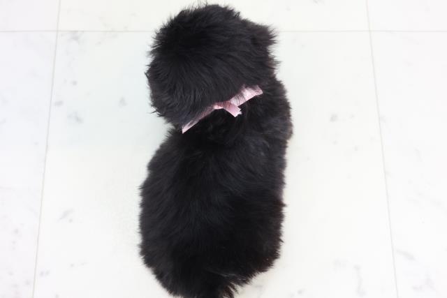 福岡県のペキプー(ペキニーズ×プードル) (Coo&RIKUゆめタウン飯塚店/2025年12月12日生まれ/女の子/ブラックホワイト)の子犬の4枚目の画像