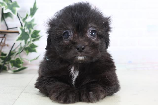 福岡県のペキプー(ペキニーズ×プードル) (Coo&RIKU福岡東店/2025年12月12日生まれ/男の子/ブラックホワイト)の子犬の1枚目の画像