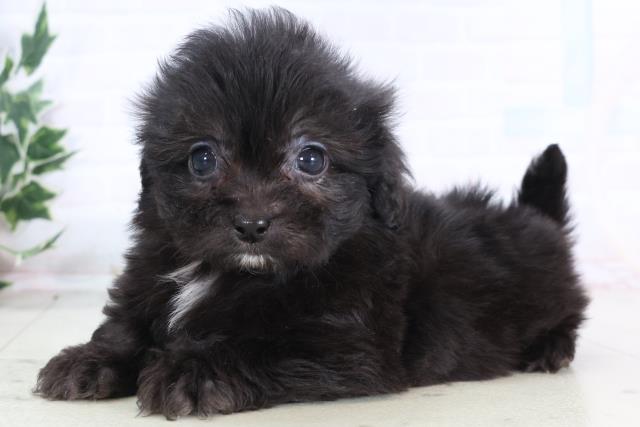 福岡県のペキプー(ペキニーズ×プードル) (Coo&RIKU福岡東店/2025年12月12日生まれ/男の子/ブラックホワイト)の子犬の3枚目の画像