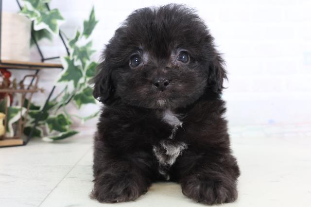 福岡県のペキプー(ペキニーズ×プードル) (Coo&RIKU小倉店/2025年12月12日生まれ/男の子/ブラックホワイト)の子犬の1枚目の画像