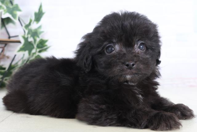 福岡県のペキプー(ペキニーズ×プードル) (Coo&RIKU小倉店/2025年12月12日生まれ/男の子/ブラックホワイト)の子犬の2枚目の画像