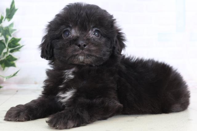 福岡県のペキプー(ペキニーズ×プードル) (Coo&RIKU小倉店/2025年12月12日生まれ/男の子/ブラックホワイト)の子犬の3枚目の画像