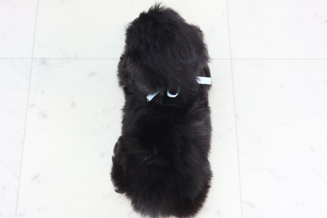 福岡県のペキプー(ペキニーズ×プードル) (Coo&RIKU小倉店/2025年12月12日生まれ/男の子/ブラックホワイト)の子犬の4枚目の画像