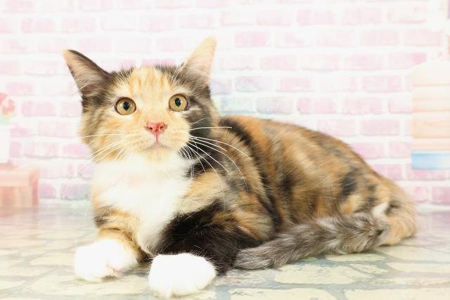 東京都のラグドール (Coo&RIKU広尾店/2025年12月14日生まれ/男の子/ブルーポイントバイカラー)の子猫の2枚目の画像