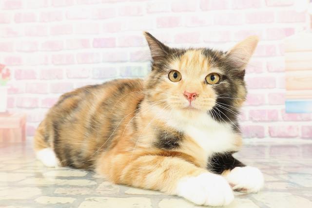 東京都のラグドール (Coo&RIKU広尾店/2025年12月14日生まれ/男の子/ブルーポイントバイカラー)の子猫の3枚目の画像