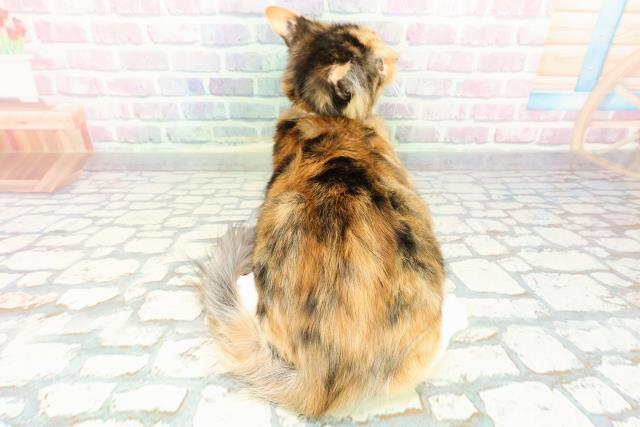 東京都のラグドール (Coo&RIKU広尾店/2025年12月14日生まれ/男の子/ブルーポイントバイカラー)の子猫の4枚目の画像