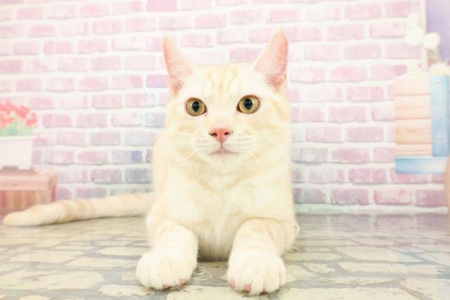 東京都のラグドール (Coo&RIKU高円寺店/2025年12月14日生まれ/男の子/ブルーポイントバイカラー)の子猫の1枚目の画像