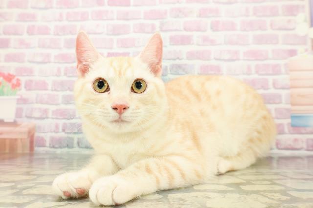 東京都のラグドール (Coo&RIKU高円寺店/2025年12月14日生まれ/男の子/ブルーポイントバイカラー)の子猫の2枚目の画像