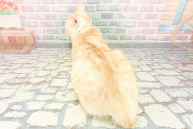 東京都のラグドール (Coo&RIKU高円寺店/2025年12月14日生まれ/男の子/ブルーポイントバイカラー)の子猫の4枚目の画像