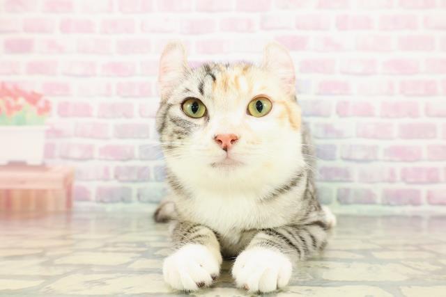 東京都のラグドール (Coo&RIKU自由が丘店/2025年12月14日生まれ/女の子/ブルーポイントバイカラー)の子猫の1枚目の画像