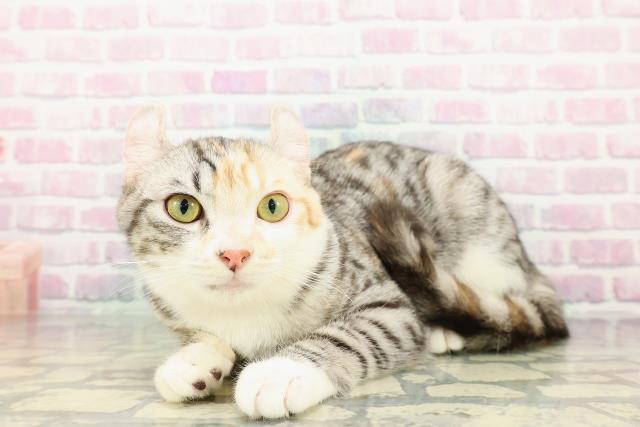 東京都のラグドール (Coo&RIKU自由が丘店/2025年12月14日生まれ/女の子/ブルーポイントバイカラー)の子猫の2枚目の画像