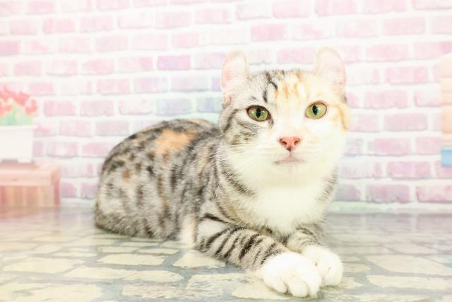 東京都のラグドール (Coo&RIKU自由が丘店/2025年12月14日生まれ/女の子/ブルーポイントバイカラー)の子猫の3枚目の画像