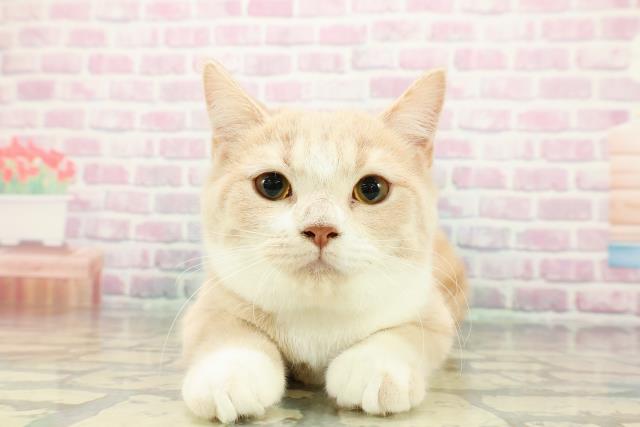 東京都のラグドール (Coo&RIKU中野サンモール店/2025年12月14日生まれ/女の子/ブルーポイントバイカラー)の子猫の1枚目の画像