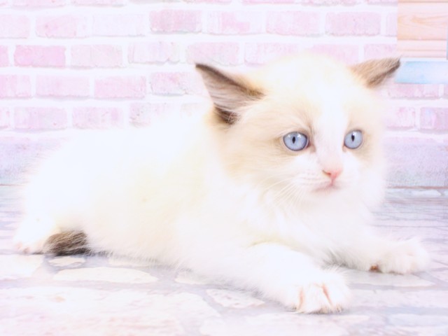 大阪府のラグドール (Coo&RIKU天王寺店/2025年12月12日生まれ/男の子/シールポイントバイカラー)の子猫の2枚目の画像