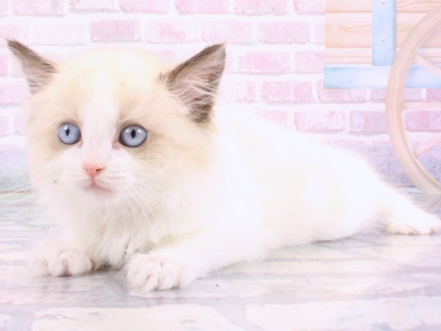 大阪府のラグドール (Coo&RIKU天王寺店/2025年12月12日生まれ/男の子/シールポイントバイカラー)の子猫の3枚目の画像