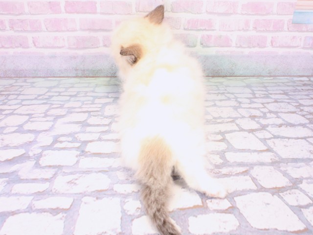 大阪府のラグドール (Coo&RIKU天王寺店/2025年12月12日生まれ/男の子/シールポイントバイカラー)の子猫の4枚目の画像