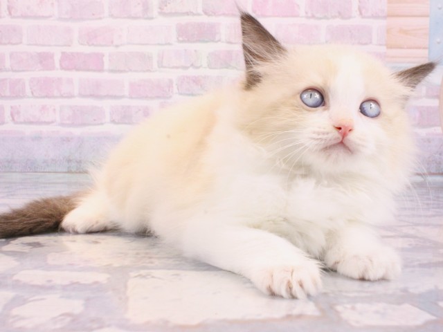 大阪府のラグドール (Coo&RIKU心斎橋店/2025年12月12日生まれ/男の子/シールポイントバイカラー)の子猫の2枚目の画像