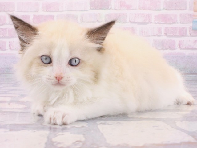 大阪府のラグドール (Coo&RIKU心斎橋店/2025年12月12日生まれ/男の子/シールポイントバイカラー)の子猫の3枚目の画像