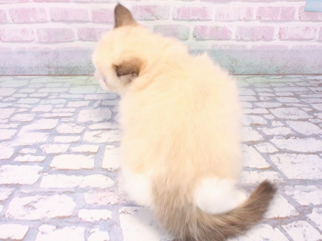 大阪府のラグドール (Coo&RIKU心斎橋店/2025年12月12日生まれ/男の子/シールポイントバイカラー)の子猫の4枚目の画像