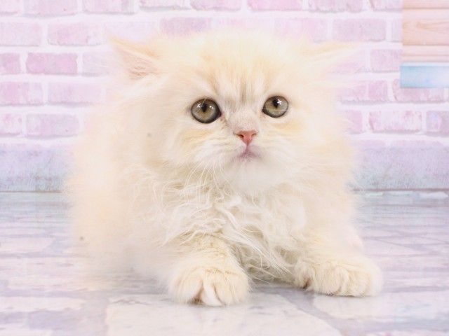 京都府のエキゾチック (Coo&RIKU京都河原町店/2025年12月14日生まれ/男の子/クリームタビー)の子猫の1枚目の画像