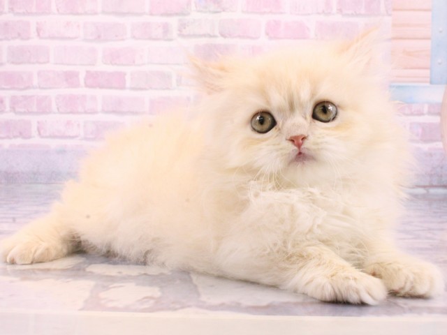 京都府のエキゾチック (Coo&RIKU京都河原町店/2025年12月14日生まれ/男の子/クリームタビー)の子猫の2枚目の画像