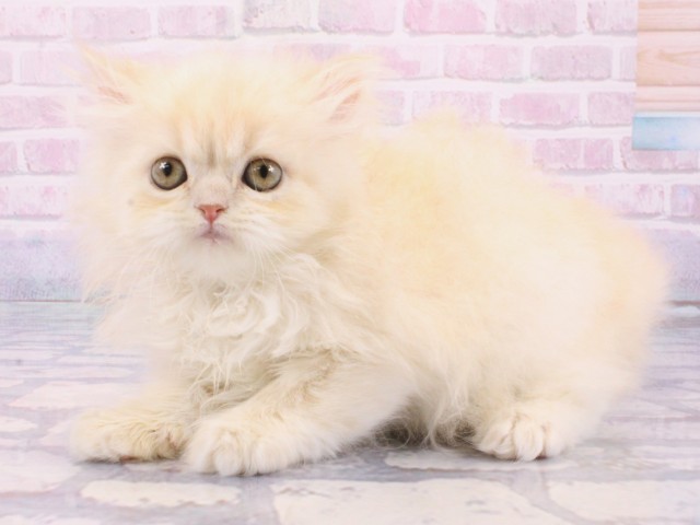 京都府のエキゾチック (Coo&RIKU京都河原町店/2025年12月14日生まれ/男の子/クリームタビー)の子猫の3枚目の画像