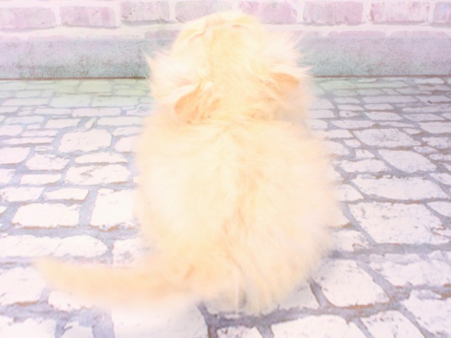 京都府のエキゾチック (Coo&RIKU京都河原町店/2025年12月14日生まれ/男の子/クリームタビー)の子猫の4枚目の画像