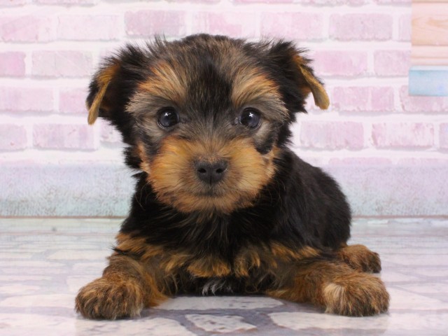 滋賀県のヨークシャーテリア (Coo&RIKU東近江店/2025年12月12日生まれ/女の子/スチールブルータン)の子犬の1枚目の画像