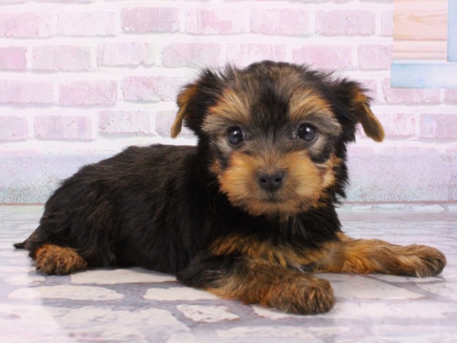 滋賀県のヨークシャーテリア (Coo&RIKU東近江店/2025年12月12日生まれ/女の子/スチールブルータン)の子犬の2枚目の画像