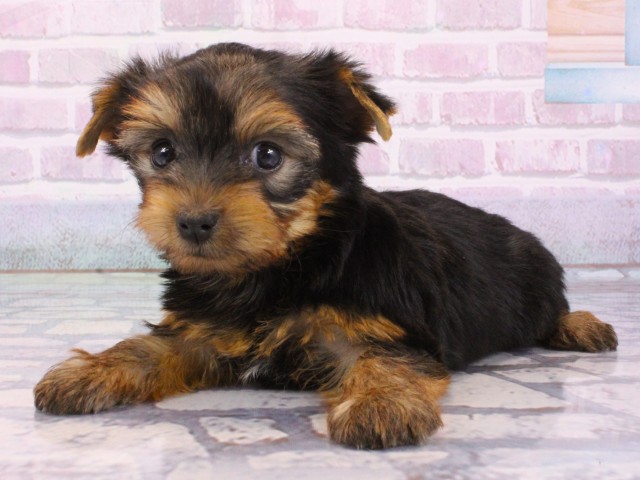 滋賀県のヨークシャーテリア (Coo&RIKU東近江店/2025年12月12日生まれ/女の子/スチールブルータン)の子犬の3枚目の画像