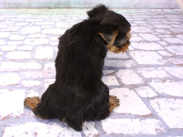 滋賀県のヨークシャーテリア (Coo&RIKU東近江店/2025年12月12日生まれ/女の子/スチールブルータン)の子犬の4枚目の画像