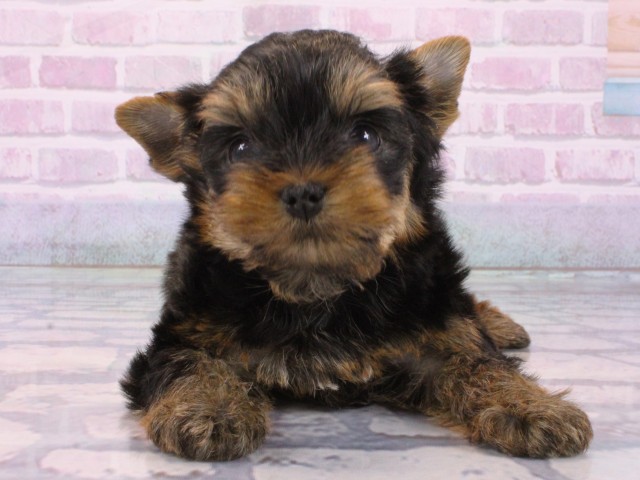 大阪府のヨークシャーテリア (Coo&RIKU高槻店/2025年12月14日生まれ/男の子/スチールブルータン)の子犬の1枚目の画像