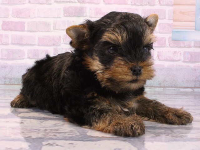 大阪府のヨークシャーテリア (Coo&RIKU高槻店/2025年12月14日生まれ/男の子/スチールブルータン)の子犬の2枚目の画像