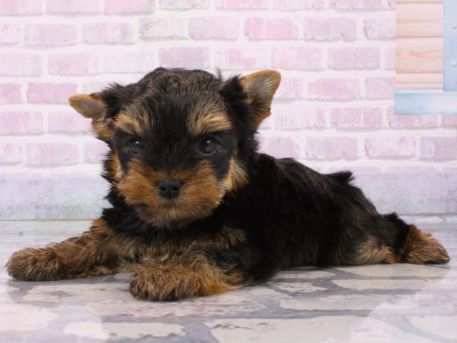 大阪府のヨークシャーテリア (Coo&RIKU高槻店/2025年12月14日生まれ/男の子/スチールブルータン)の子犬の3枚目の画像