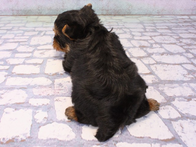 大阪府のヨークシャーテリア (Coo&RIKU高槻店/2025年12月14日生まれ/男の子/スチールブルータン)の子犬の4枚目の画像