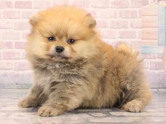 兵庫県のポメラニアン (Coo&RIKU神戸三宮店/2025年12月13日生まれ/女の子/オレンジ)の子犬の2枚目の画像