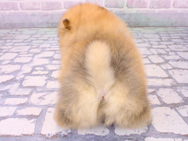 兵庫県のポメラニアン (Coo&RIKU神戸三宮店/2025年12月13日生まれ/女の子/オレンジ)の子犬の4枚目の画像
