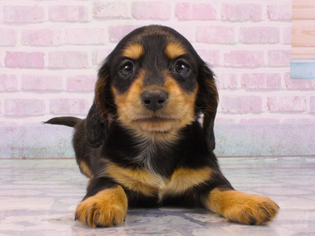 兵庫県のミニチュアダックスフンド(ロング) (Coo&RIKU姫路店/2025年12月14日生まれ/女の子/ブラックタン)の子犬の1枚目の画像