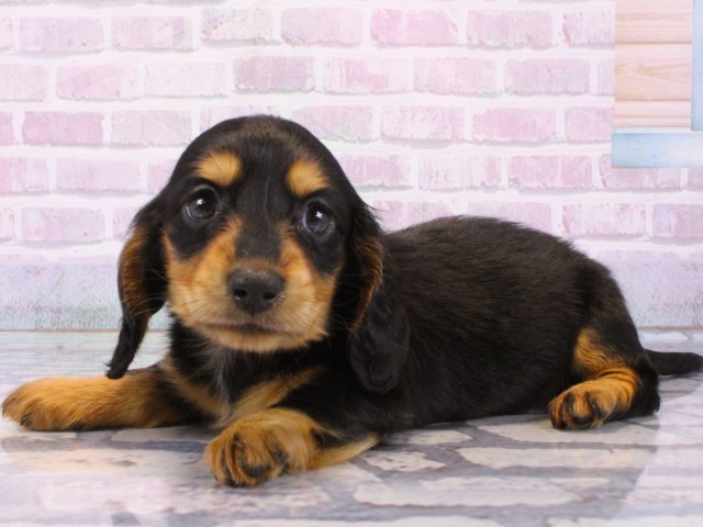 兵庫県のミニチュアダックスフンド(ロング) (Coo&RIKU姫路店/2025年12月14日生まれ/女の子/ブラックタン)の子犬の3枚目の画像