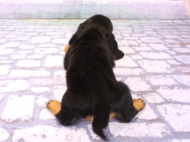 兵庫県のミニチュアダックスフンド(ロング) (Coo&RIKU姫路店/2025年12月14日生まれ/女の子/ブラックタン)の子犬の4枚目の画像