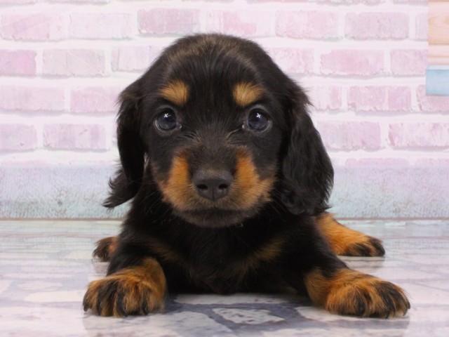 奈良県のミニチュアダックスフンド(ロング) (Coo&RIKU奈良新庄店/2025年12月14日生まれ/男の子/ブラックタン)の子犬の1枚目の画像