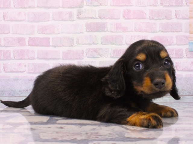 奈良県のミニチュアダックスフンド(ロング) (Coo&RIKU奈良新庄店/2025年12月14日生まれ/男の子/ブラックタン)の子犬の2枚目の画像