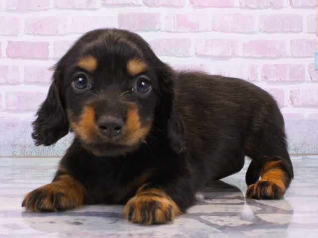 奈良県のミニチュアダックスフンド(ロング) (Coo&RIKU奈良新庄店/2025年12月14日生まれ/男の子/ブラックタン)の子犬の3枚目の画像