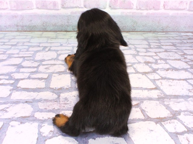 奈良県のミニチュアダックスフンド(ロング) (Coo&RIKU奈良新庄店/2025年12月14日生まれ/男の子/ブラックタン)の子犬の4枚目の画像