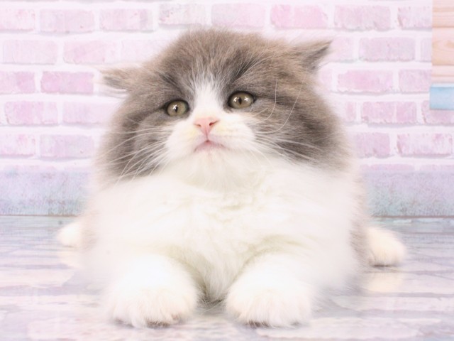 大阪府のブリティッシュロングヘアー (Coo&RIKU茶屋町店/2025年12月14日生まれ/男の子/ブルーホワイト)の子猫の1枚目の画像